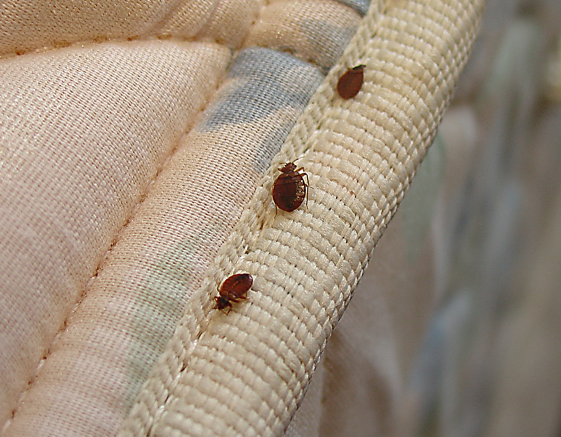 pictures of bed bugs in mattress
